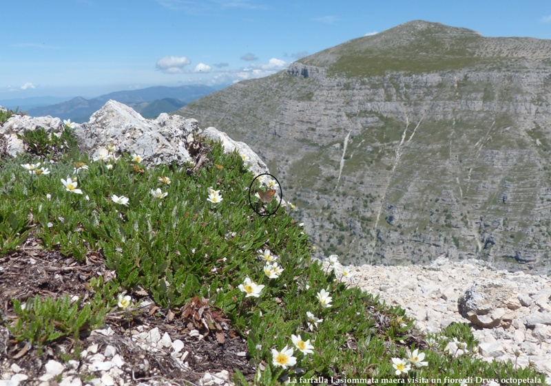 Monte Velino e Monti della Duchessa, le orchidee e la Natura  2024.